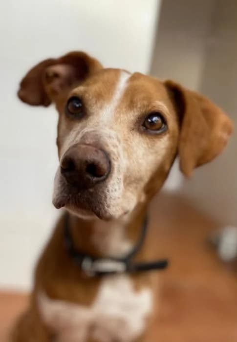 LAKY, male Podenco for adoption at Protectora Ayamonte