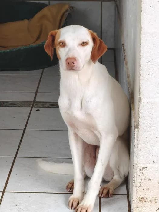 PAULI, male Pointer for adoption at Protectora Ayamonte