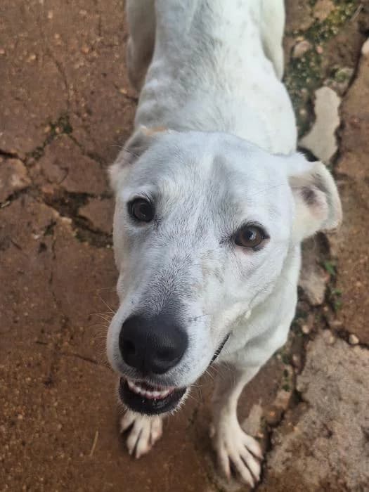 TROY, male mixed breed for adoption at Protectora Ayamonte