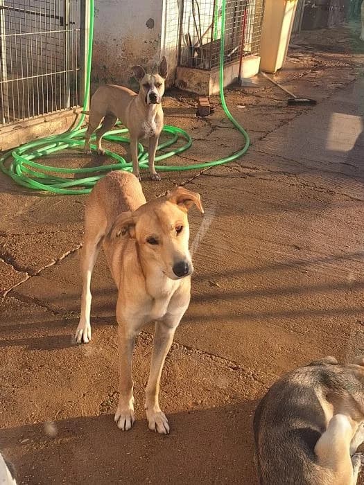 BOSCO, male Galgo Español for adoption at Protectora Ayamonte