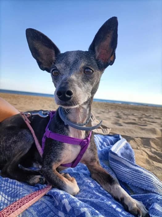 GITANA, female mixed breed for adoption at Protectora Ayamonte