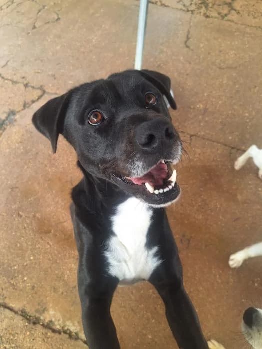 PEPPO, male mixed breed for adoption at Protectora Ayamonte