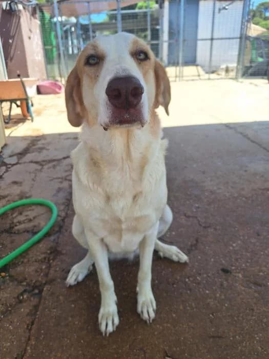 FIONA, female mixed breed for adoption at Protectora Ayamonte
