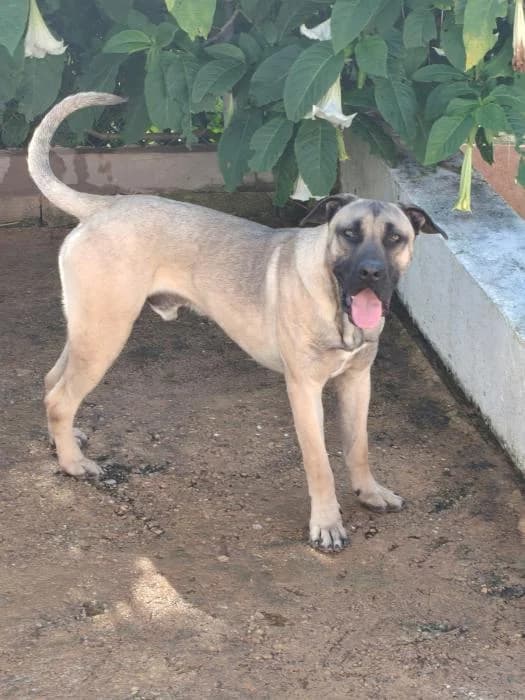 MANU, male mixed breed for adoption at Protectora Ayamonte