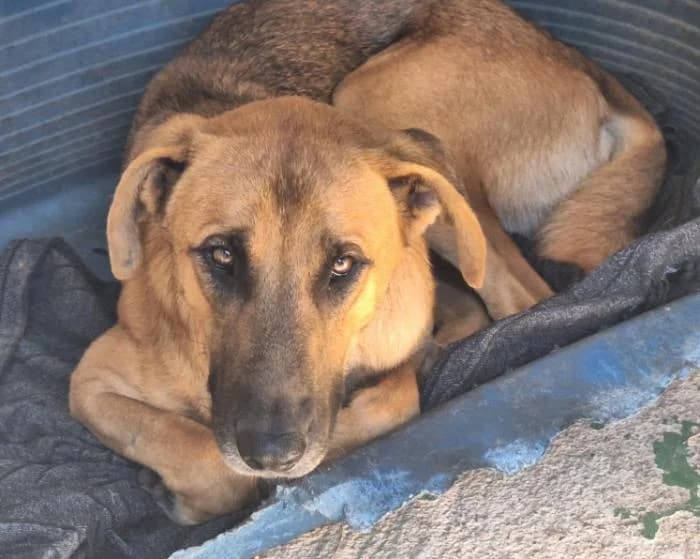 YUKI, male mixed breed for adoption at Protectora Ayamonte