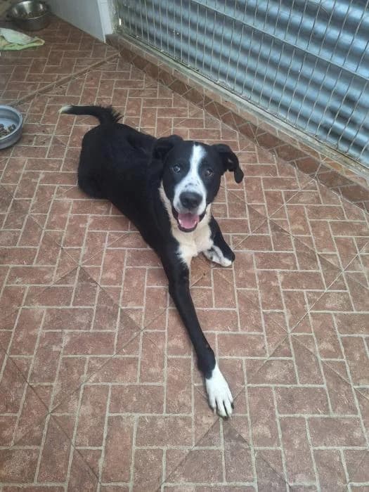 ONIX, male mixed breed for adoption at Protectora Ayamonte
