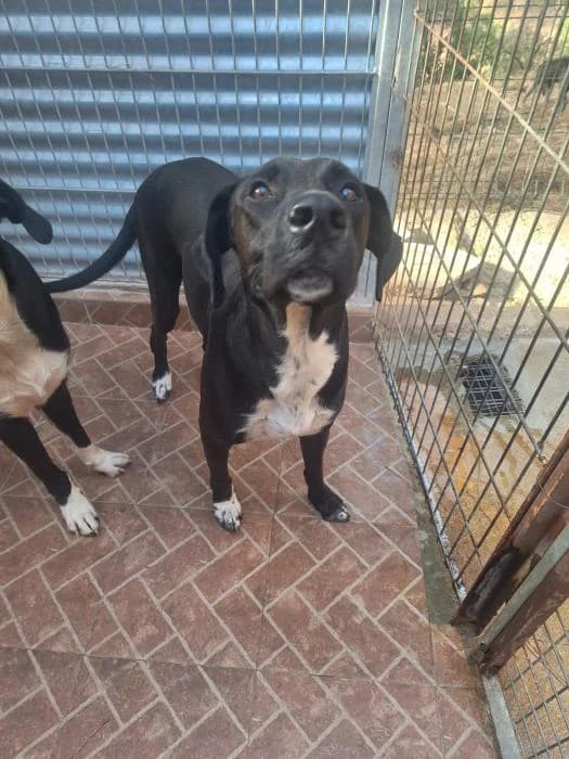 TOM, male mixed breed for adoption at Protectora Ayamonte