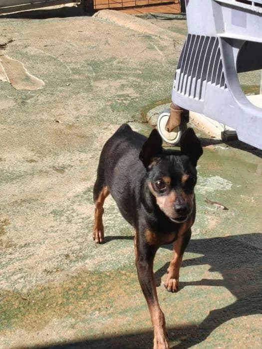 JUANMI, male mixed breed for adoption at Protectora Ayamonte