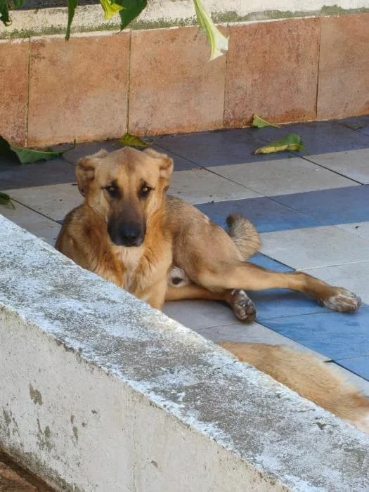 DUMBI, male mixed breed for adoption at Protectora Ayamonte