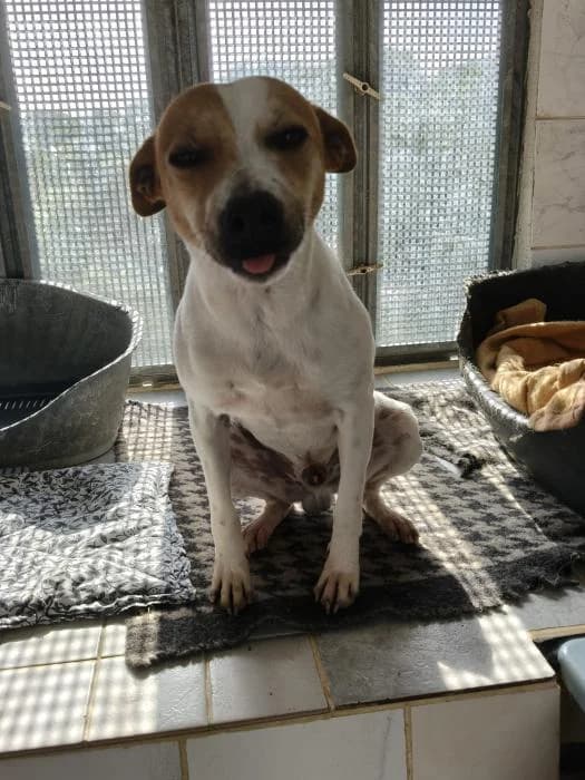 CURRY, male mixed breed for adoption at Protectora Ayamonte