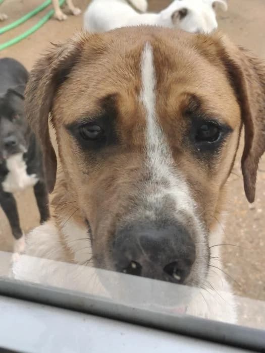 CHITA, female mixed breed for adoption at Protectora Ayamonte