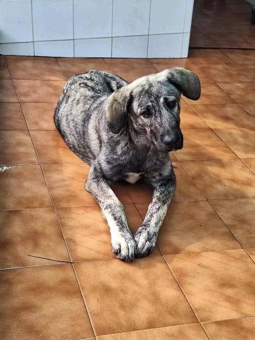 LUA, female mixed breed for adoption at Protectora Ayamonte