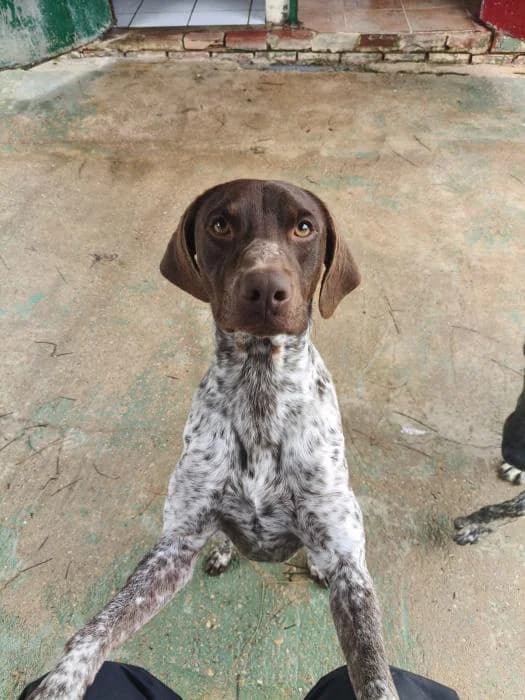 DALKY, male Pointer for adoption at Protectora Ayamonte