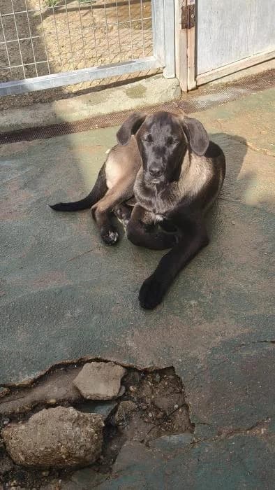 LUCA, male mixed breed for adoption at Protectora Ayamonte