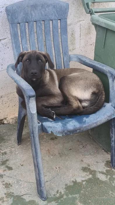 LEO, male mixed breed for adoption at Protectora Ayamonte