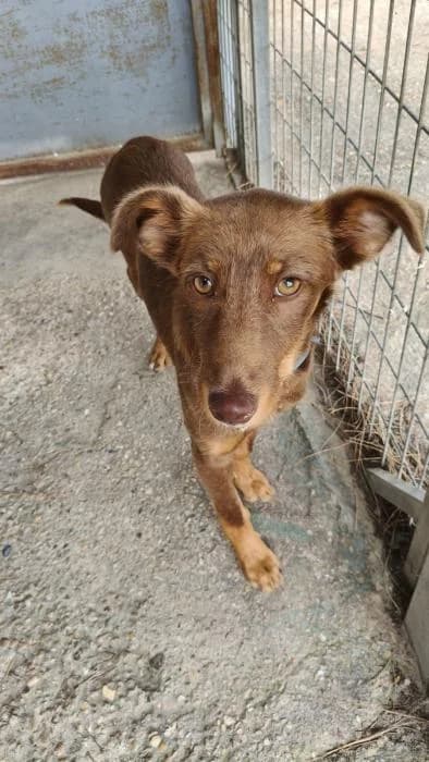 INDIA, female mixed breed for adoption at Protectora Ayamonte