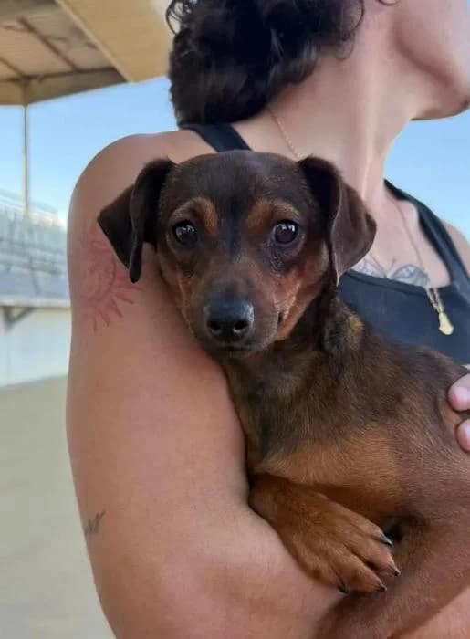 PIPO, male mixed breed for adoption at Protectora Ayamonte