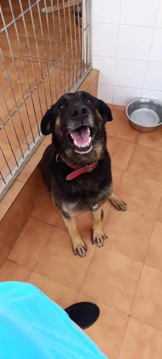 GIA, female mixed breed for adoption at Protectora Ayamonte