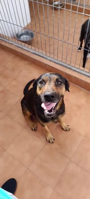FRIDA, female mixed breed for adoption at Protectora Ayamonte