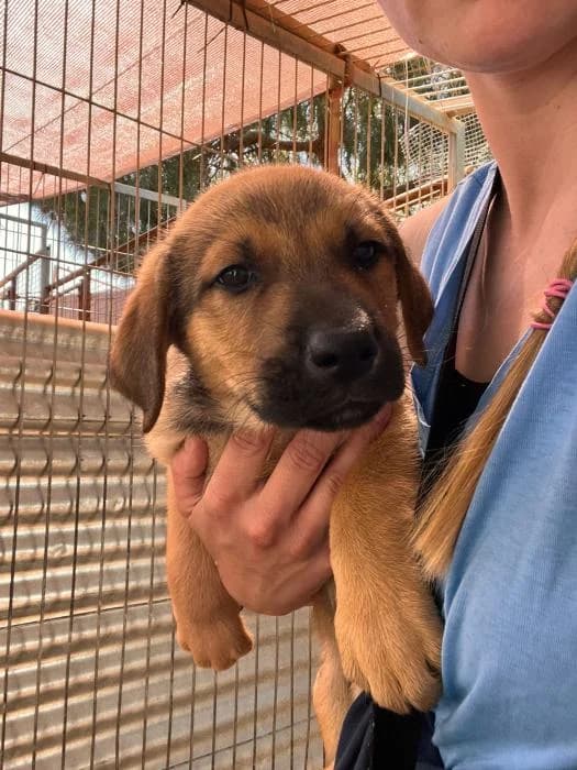 FRITZI, male mixed breed for adoption at Protectora Ayamonte