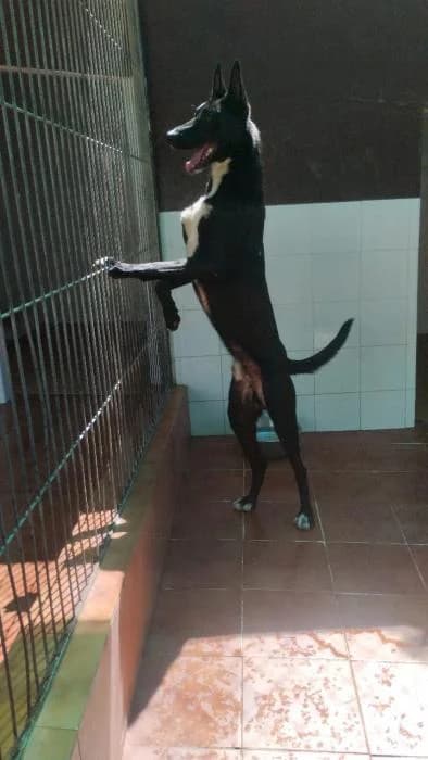 Tango, male mixed breed for adoption at Protectora Ayamonte