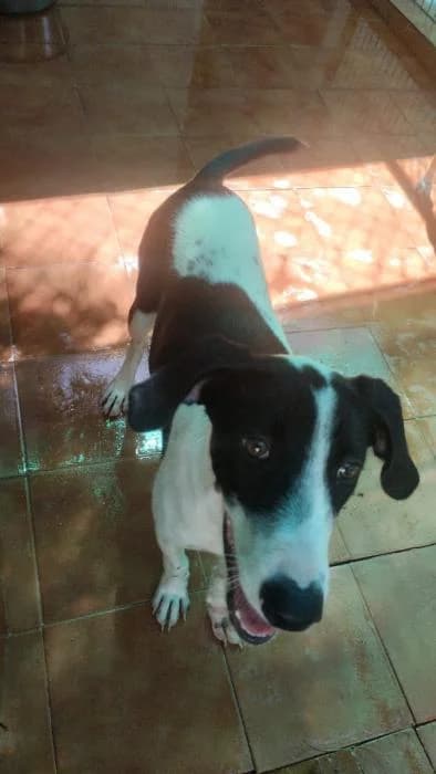 Cloe, female mixed breed for adoption at Protectora Ayamonte