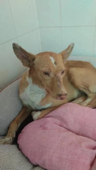 Salsa, female mixed breed for adoption at Protectora Ayamonte