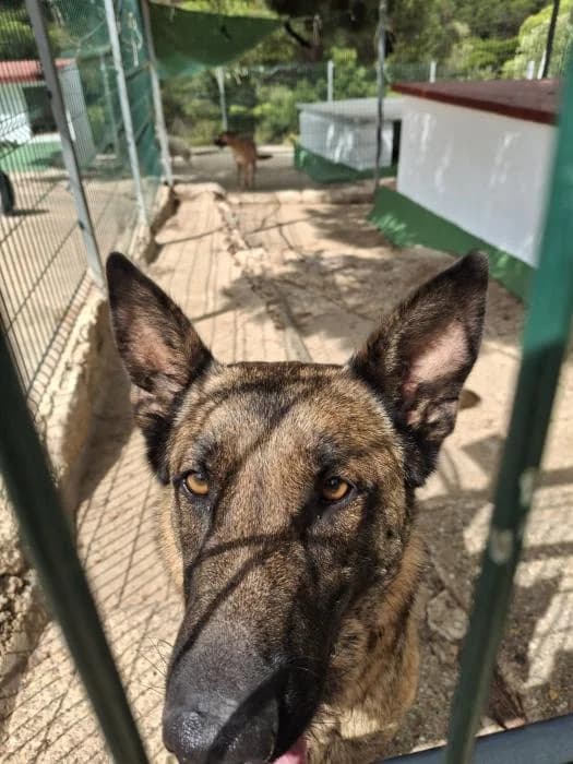 SASHA, female Belgian Malinois for adoption at Protectora Ayamonte