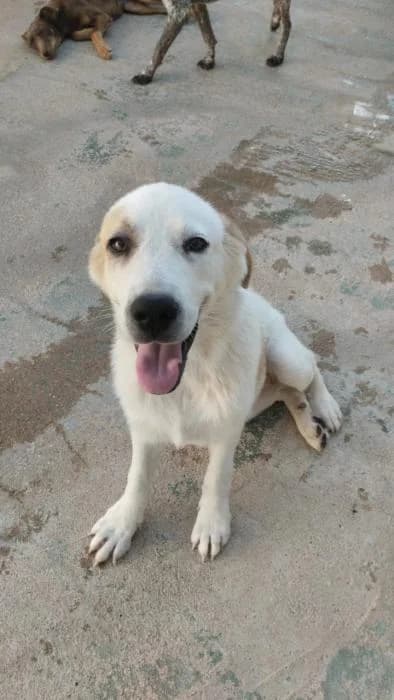 Sally,  (Protectora Ayamonte)