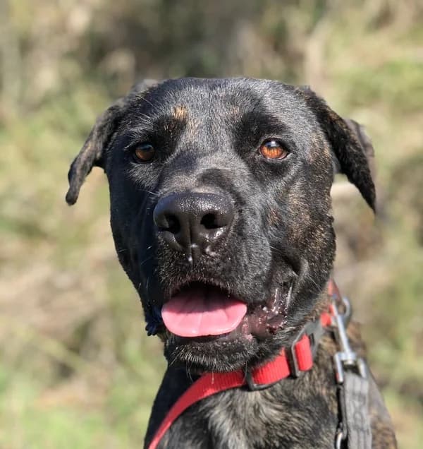 Hipo, Mixed Breed (Protectora d)
