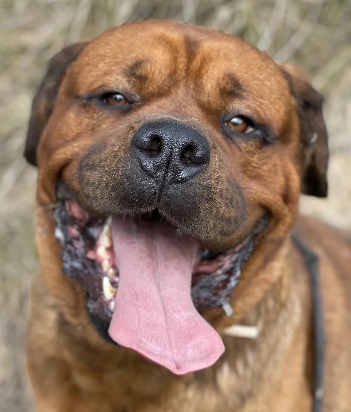 AZO, Mixed Breed (Protectora d)