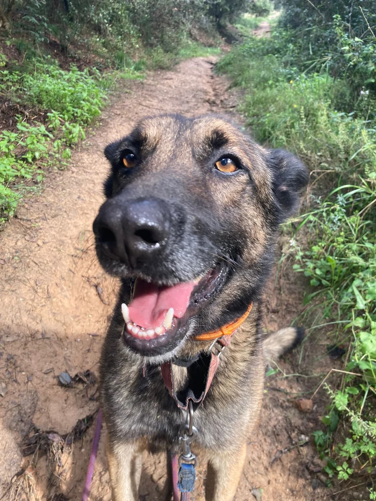 Simba, Mixed Breed (Protectora d)