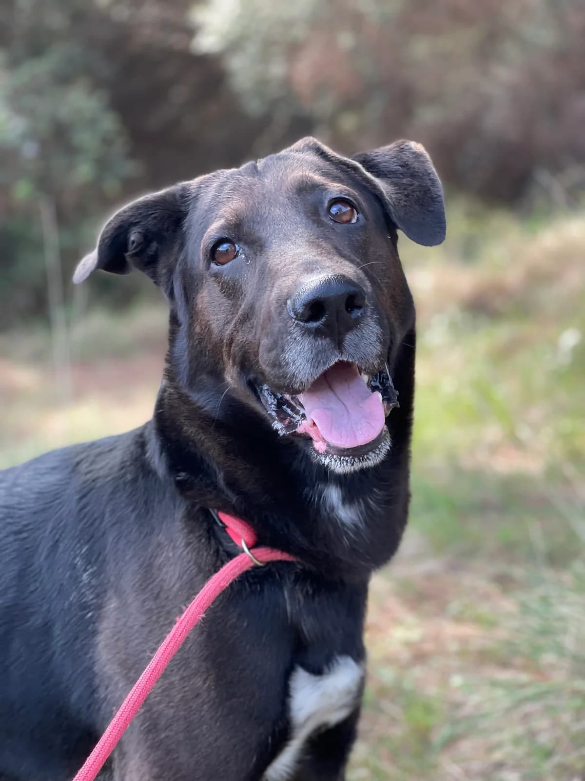 Blacky, Mixed Breed (Protectora d)