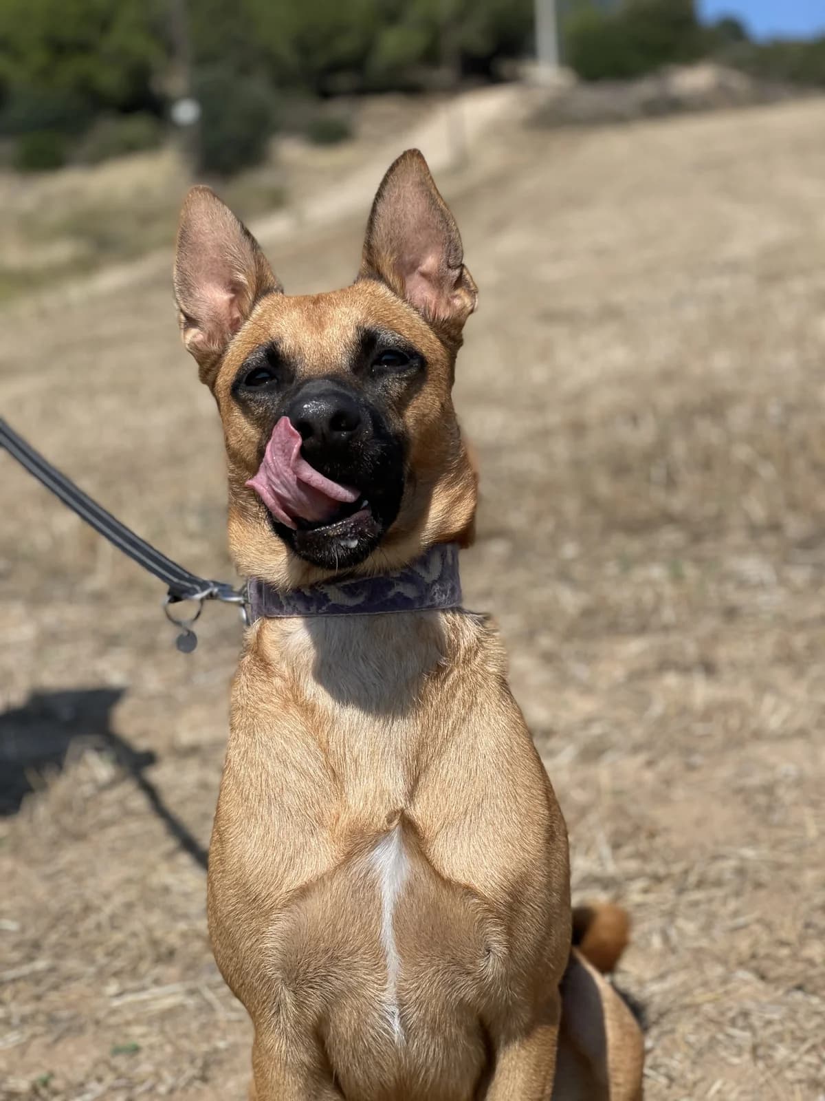 Simba 2, Mixed Breed (Protectora d)