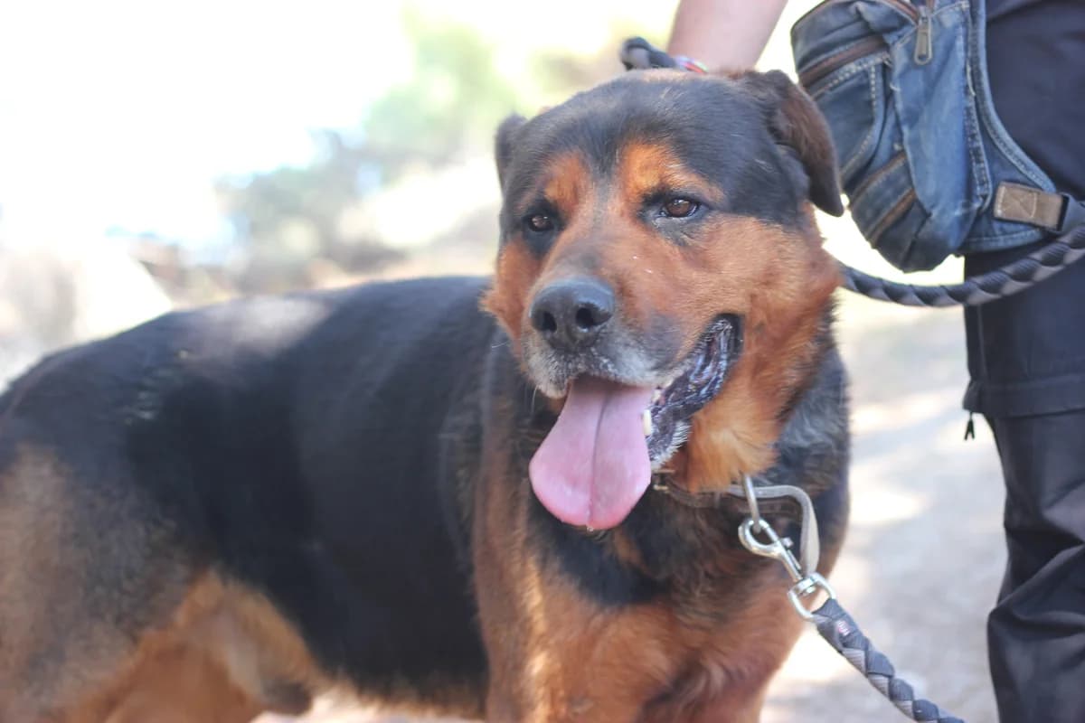 Nasut, Mixed Breed (Protectora d)