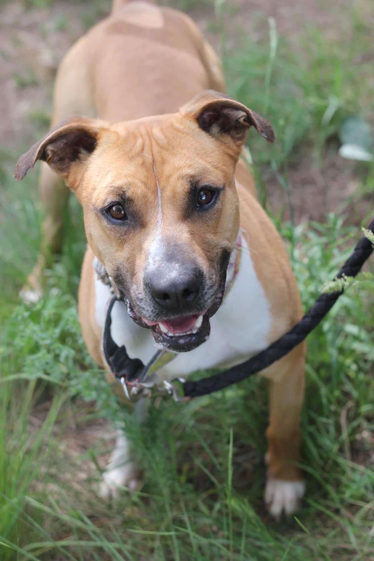 Mike tyson, Mixed Breed (Protectora d)