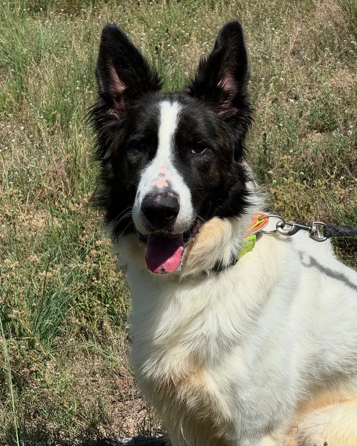 Borero, Mixed Breed (Protectora d)