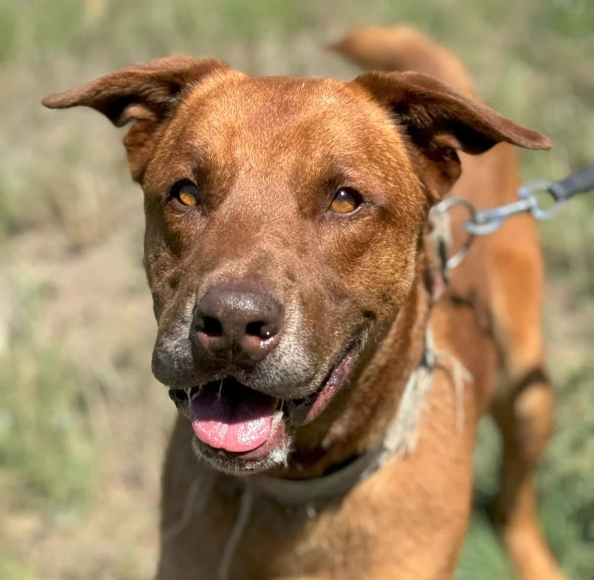Proper, Mixed Breed (Protectora d)
