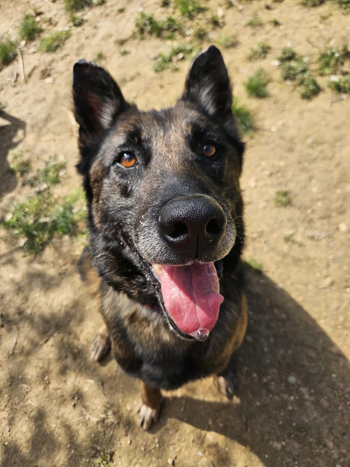 Pacharan, Mixed Breed (Protectora d)