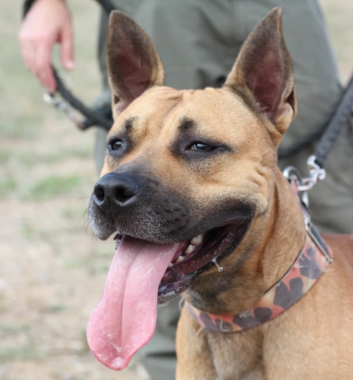 Firus, Mixed Breed (Protectora d)