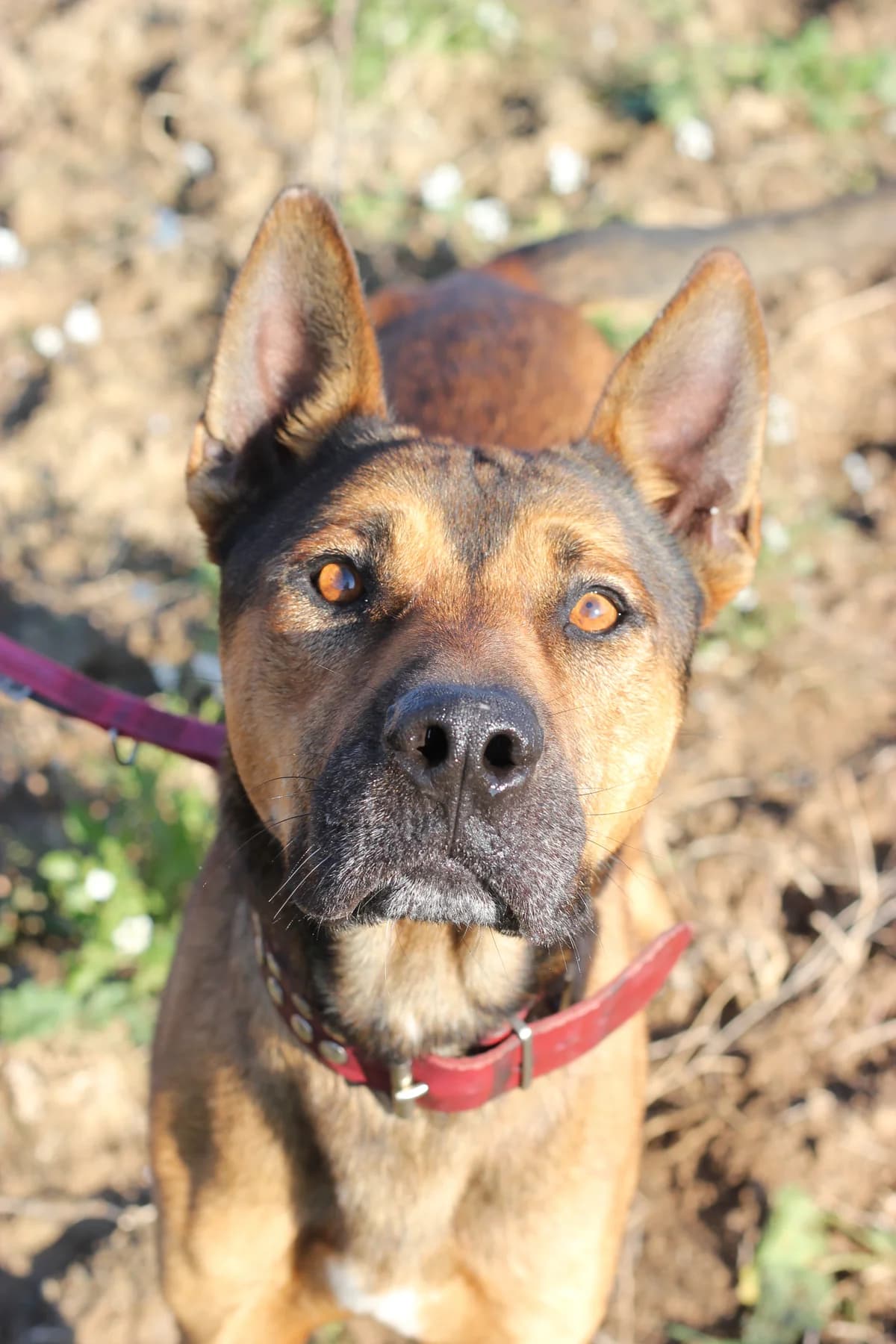 Ronnie, Mixed Breed (Protectora d)