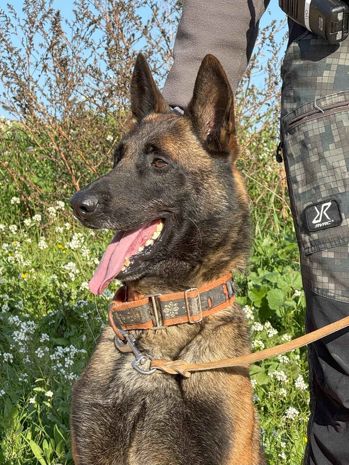 Morgan, Mixed Breed (Protectora d)