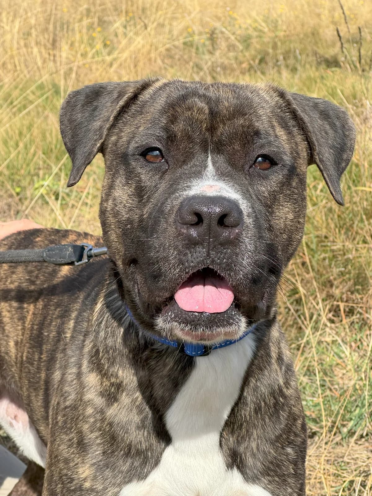 Papi, Mixed Breed (Protectora d)