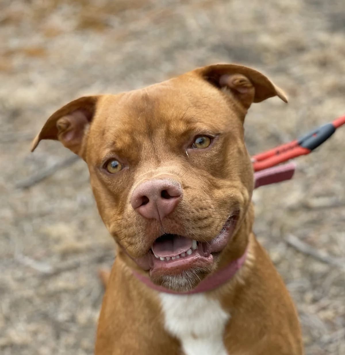 NUR, Mixed Breed (Protectora d)