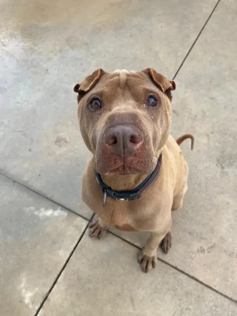 Thor 3 (+ anys), Mixed Breed (Protectora d)