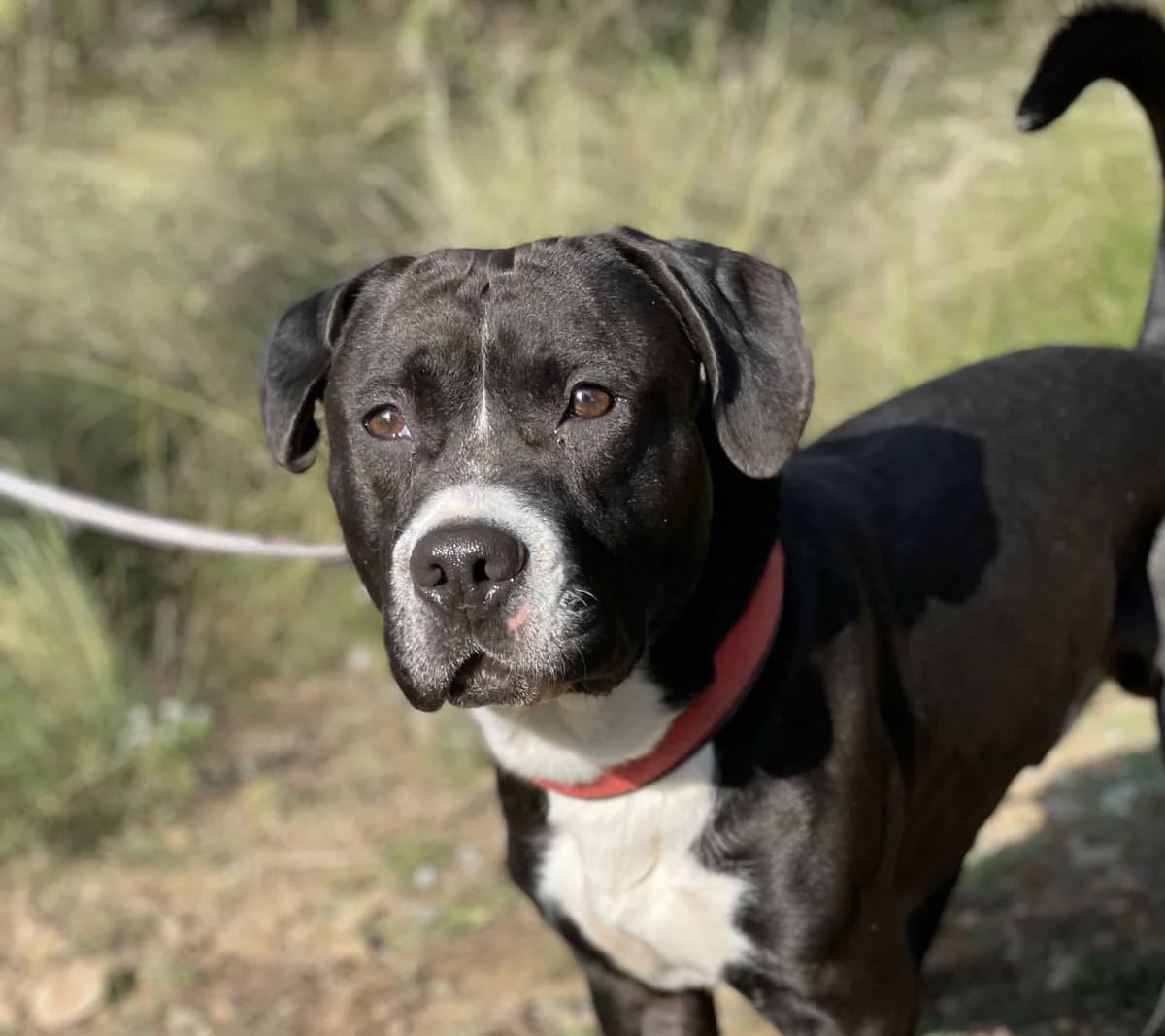 Chase, Mixed Breed (Protectora d)