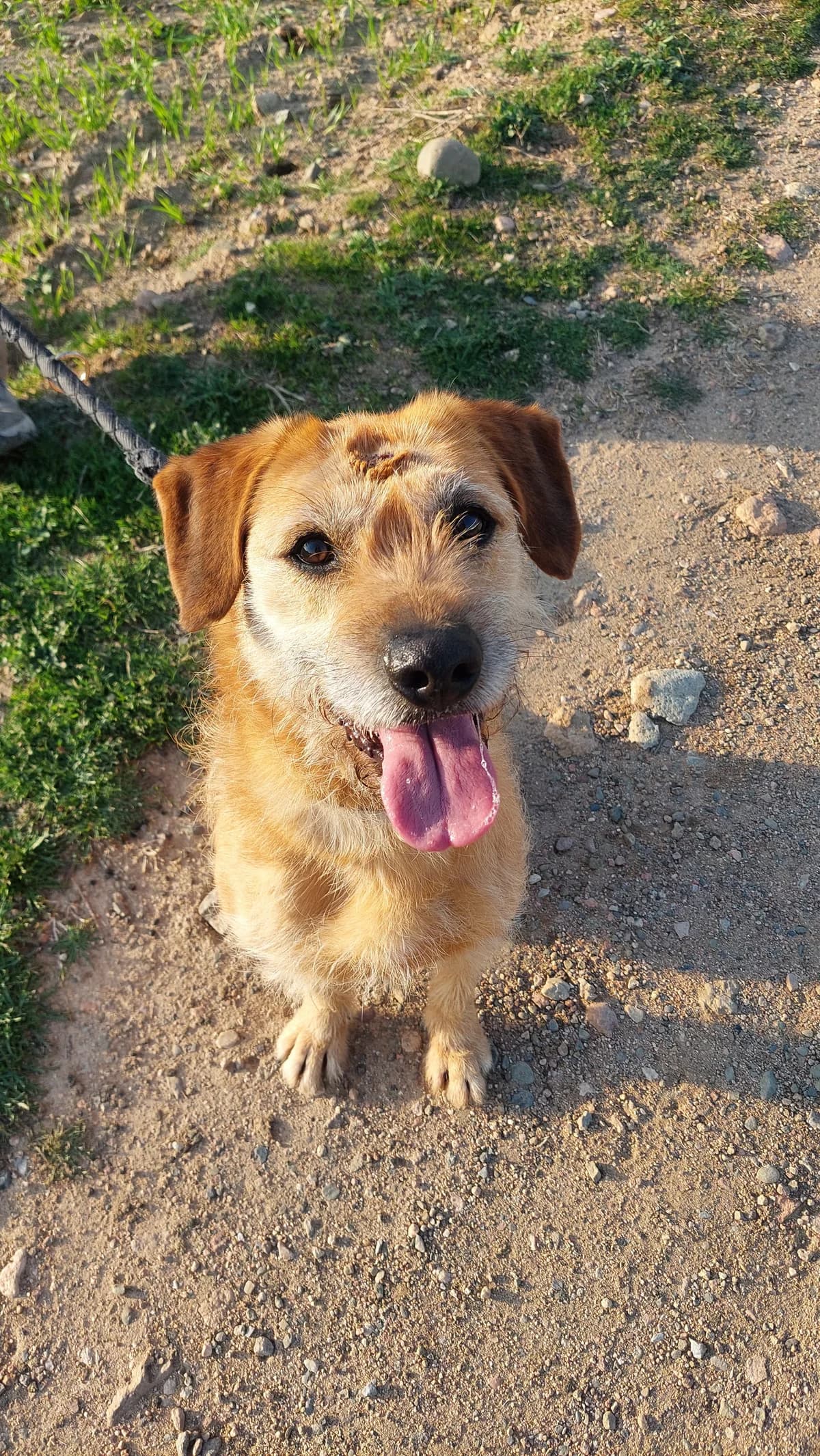 Mango, Mixed Breed (Protectora d)