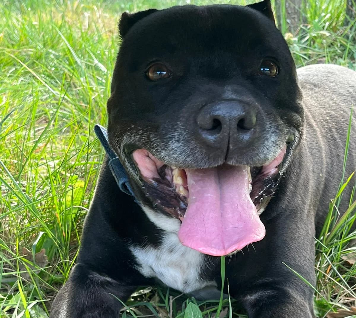 Beyron, Mixed Breed (Protectora d)