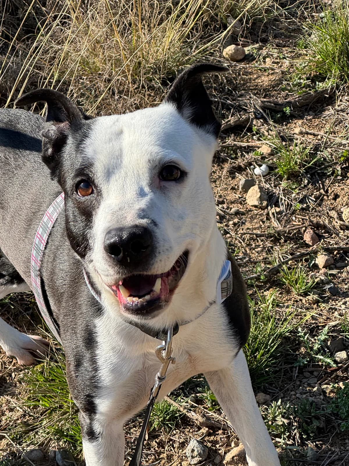 Trunks,  puppy Mixed Breed for adoption at Protectora d