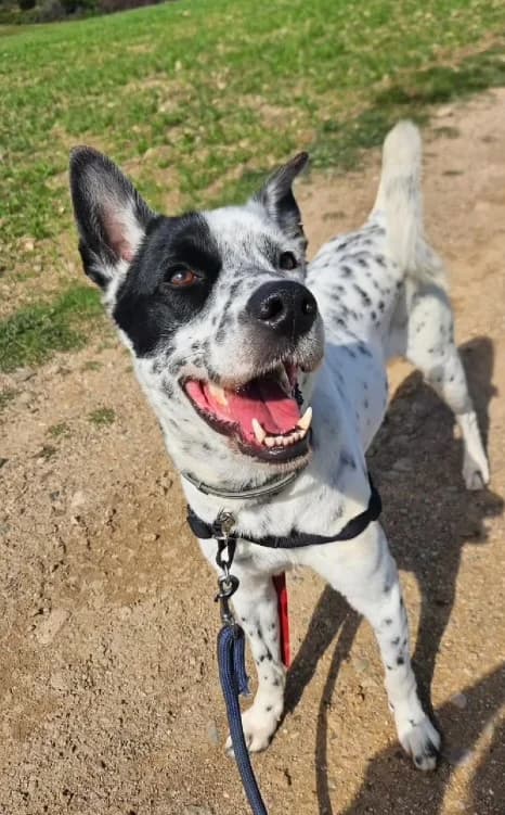 Dingo, Mixed Breed (Protectora d)